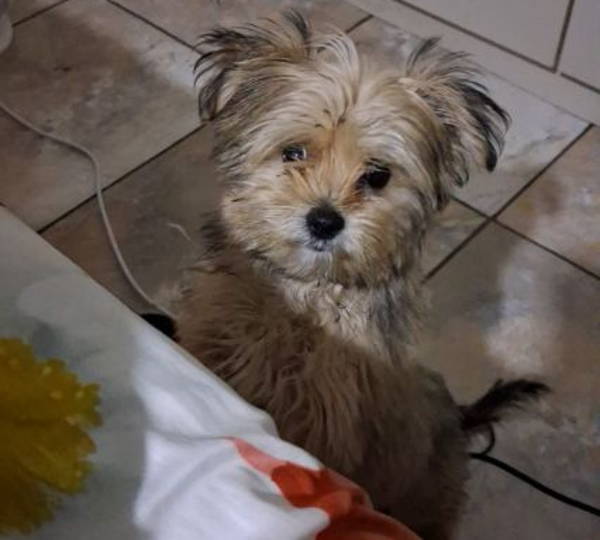 Coco