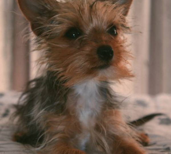Daisy
