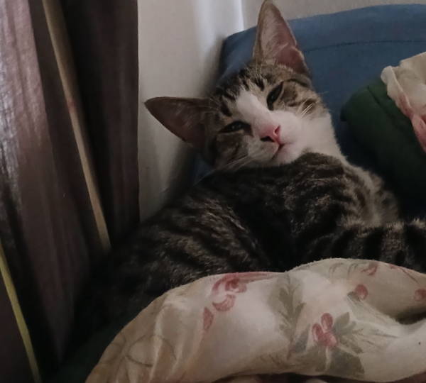 Kitty