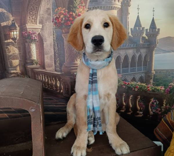 Toby