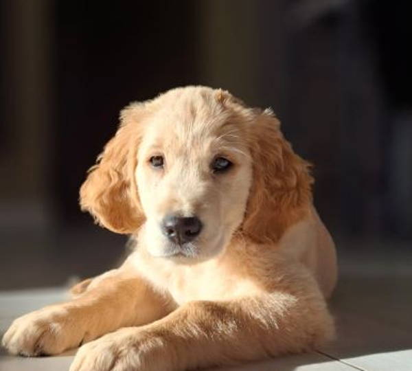 Toby