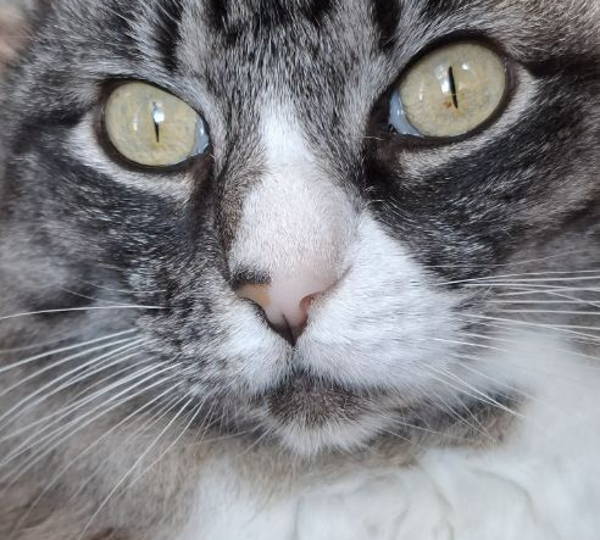 Nova