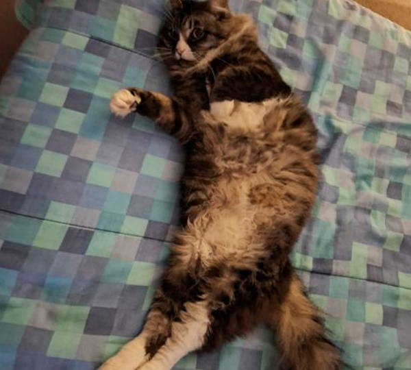 Nova