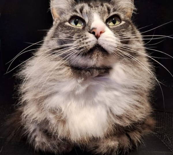 Nova