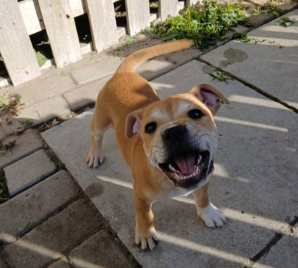 Lulu