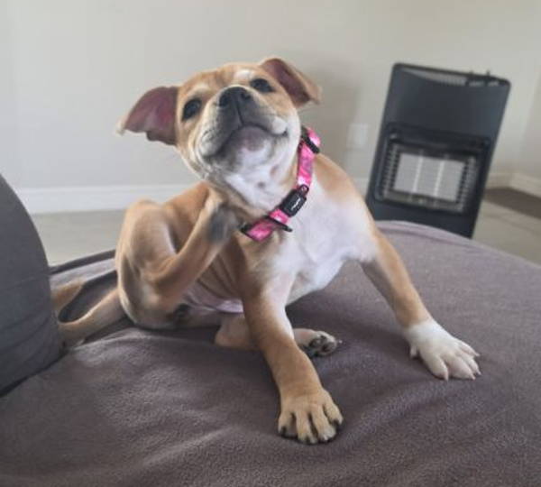 Lulu