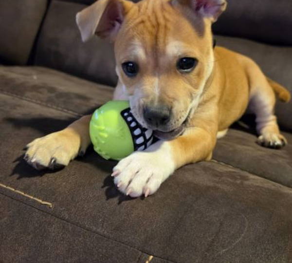 Lulu