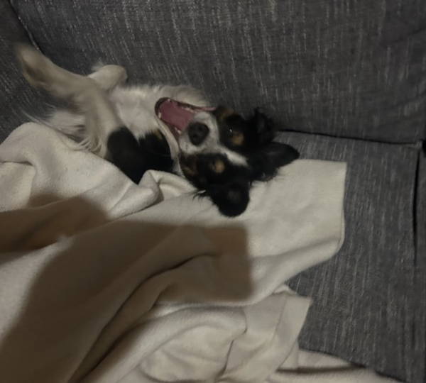 Oreo