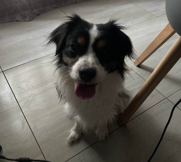 Oreo