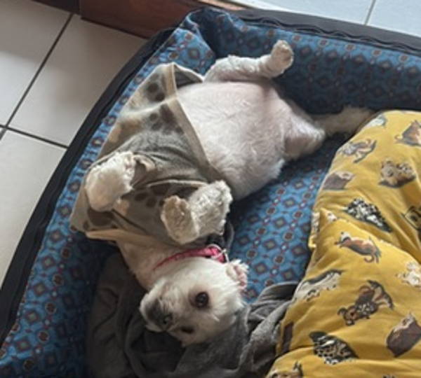 Miela