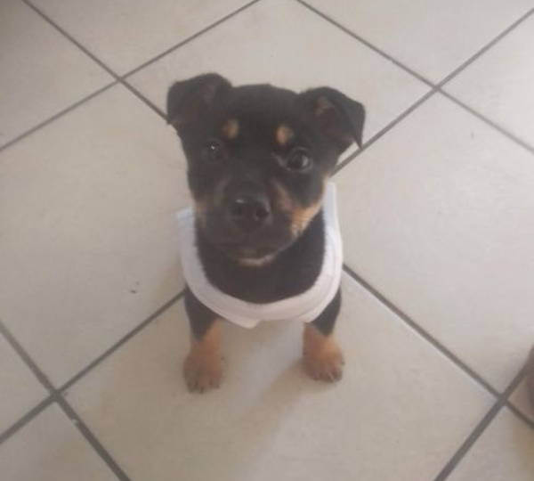 Lulu