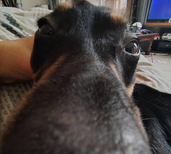 Lulu