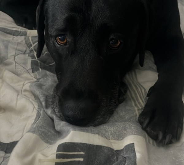 Cooper
