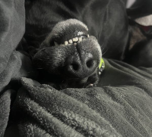 Cooper