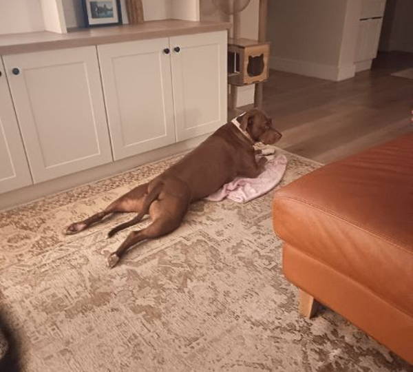 Nala