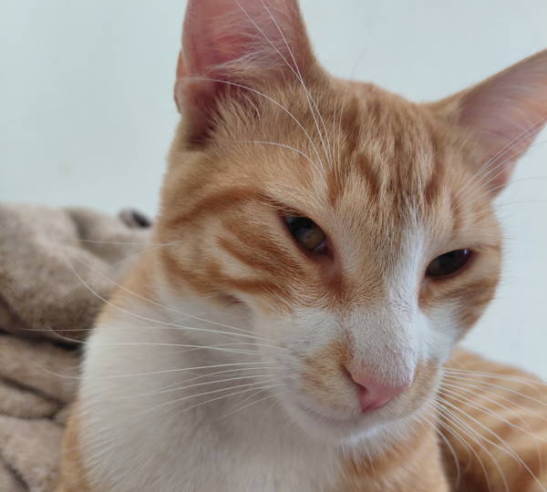 Pompie