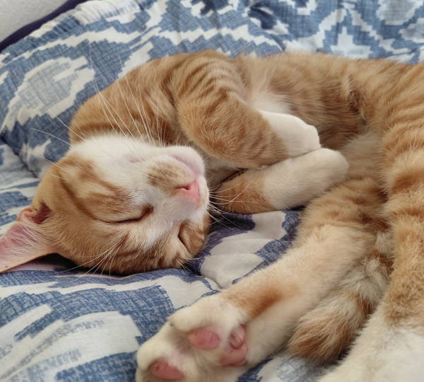 Pompie