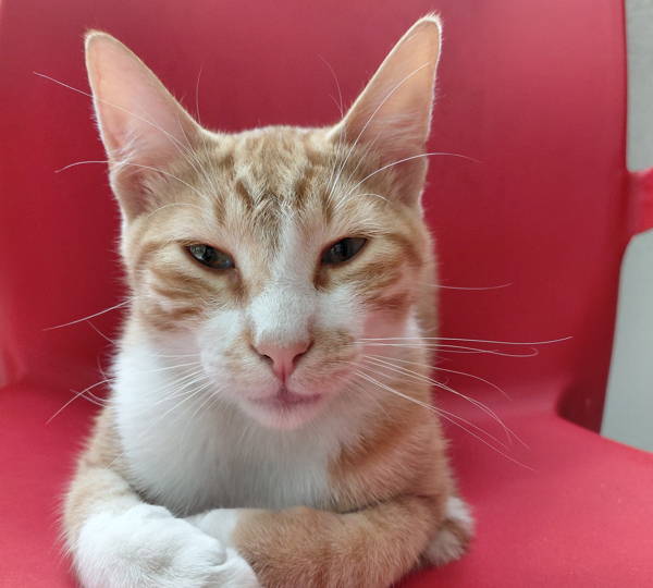 Pompie