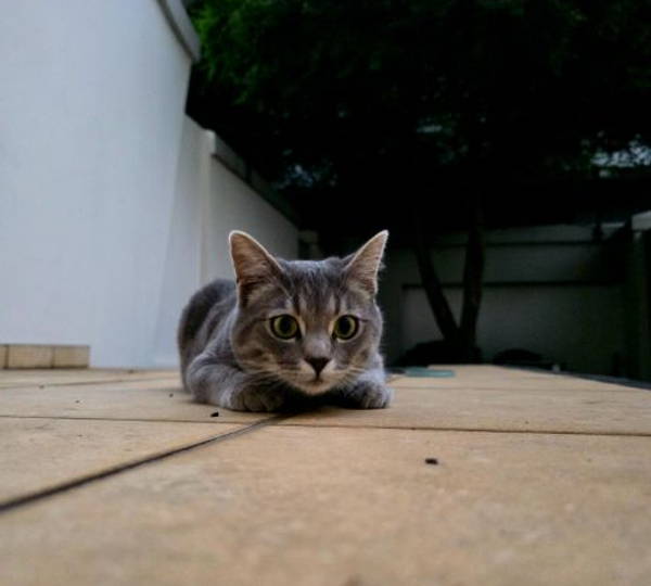 Pepper