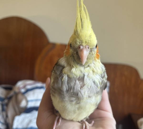 Pikkie