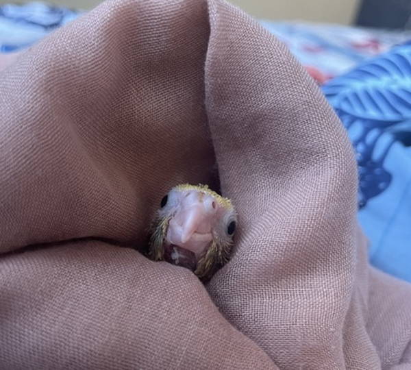 Pikkie
