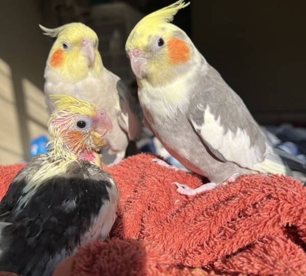 Pikkie