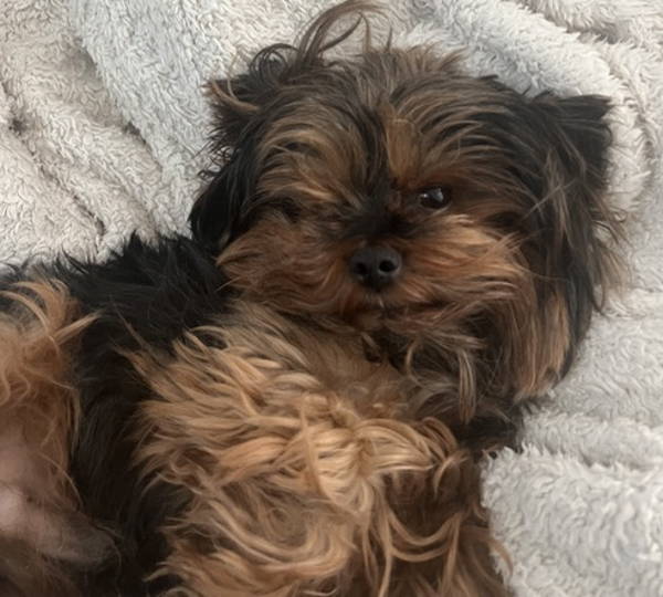 Ollie