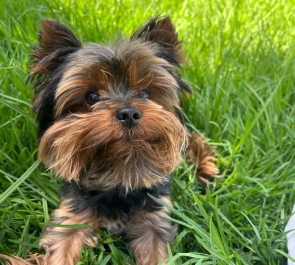 Ollie
