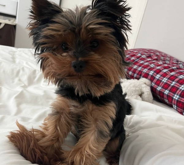 Ollie