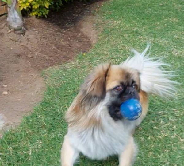 Milo
