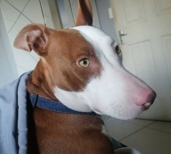 Lola
