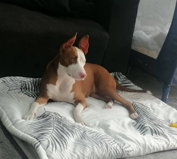 Lola