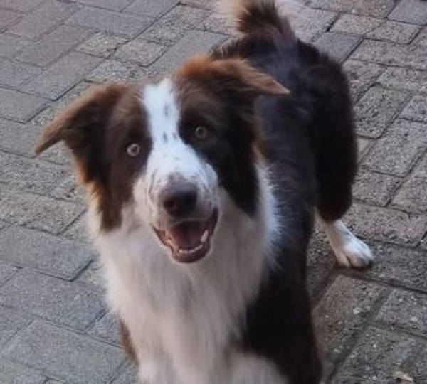 Tobi