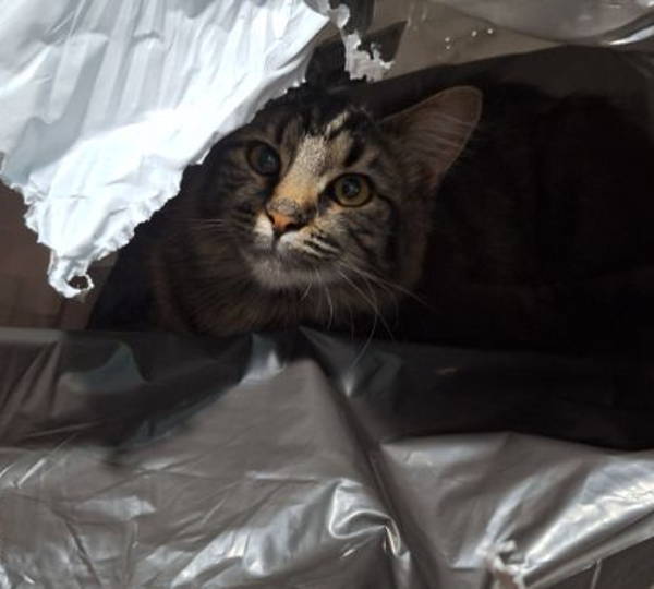 Milo