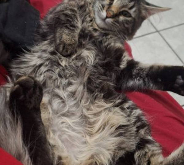 Milo