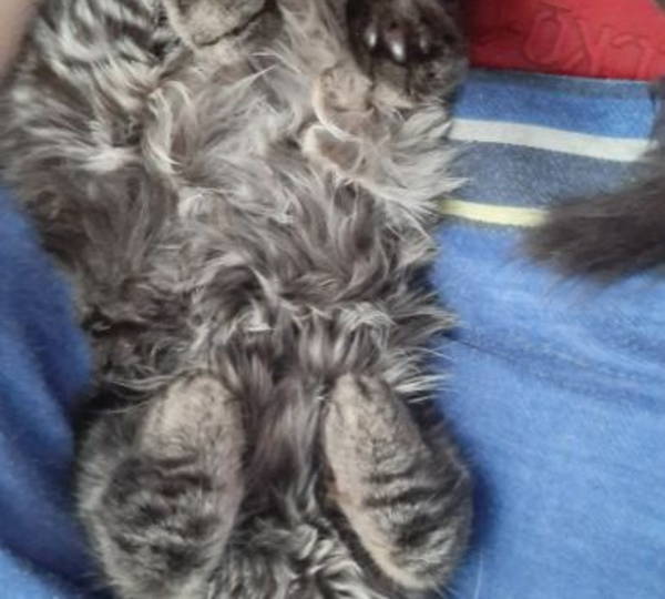 Milo