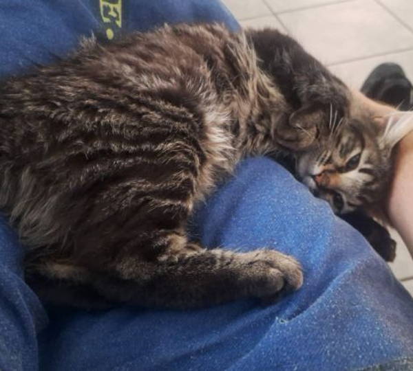Milo