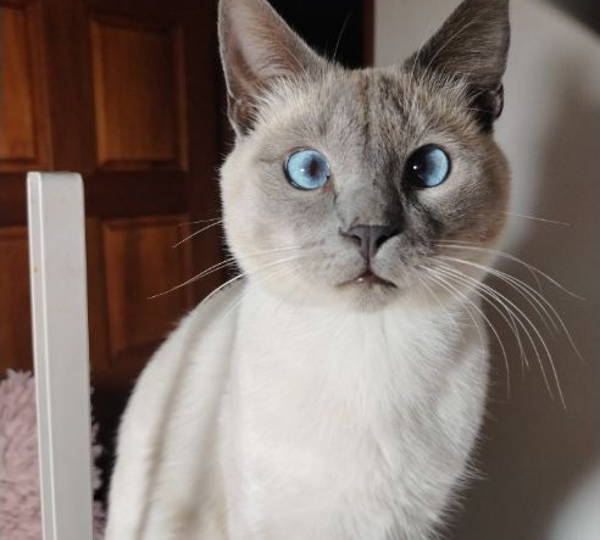 Kovu