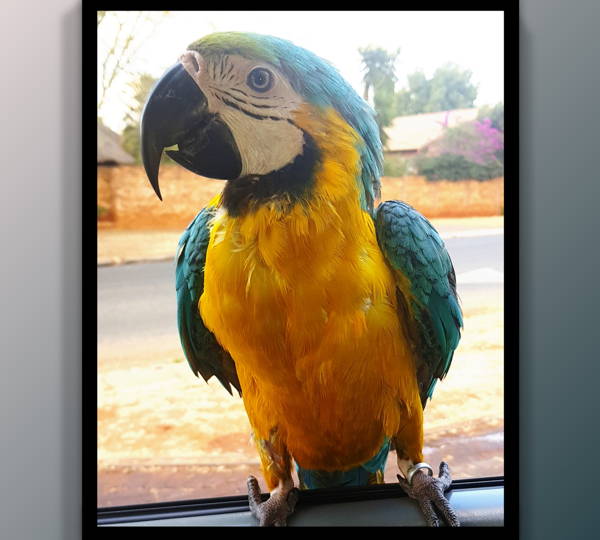 Twala