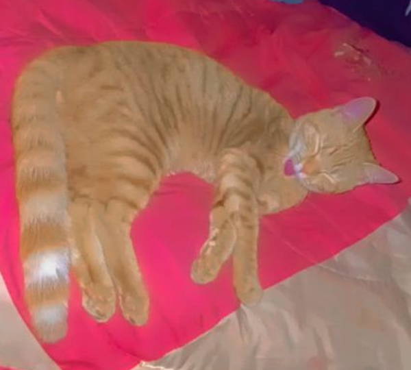 Ginger