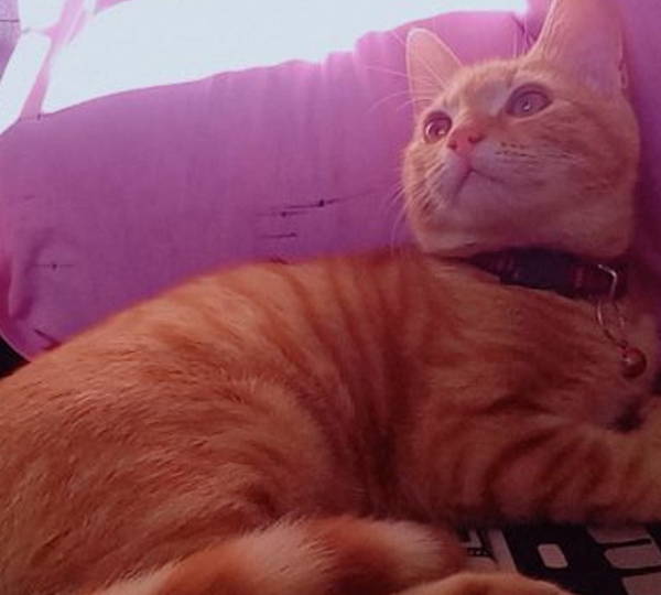 Ginger