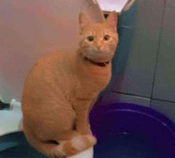 Ginger