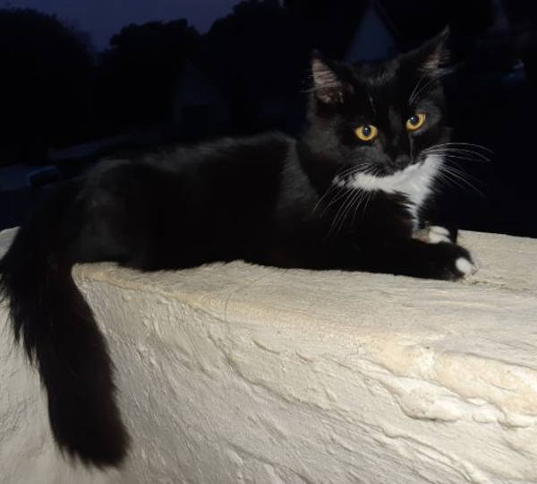 Thomas