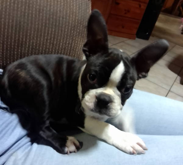 Peanut