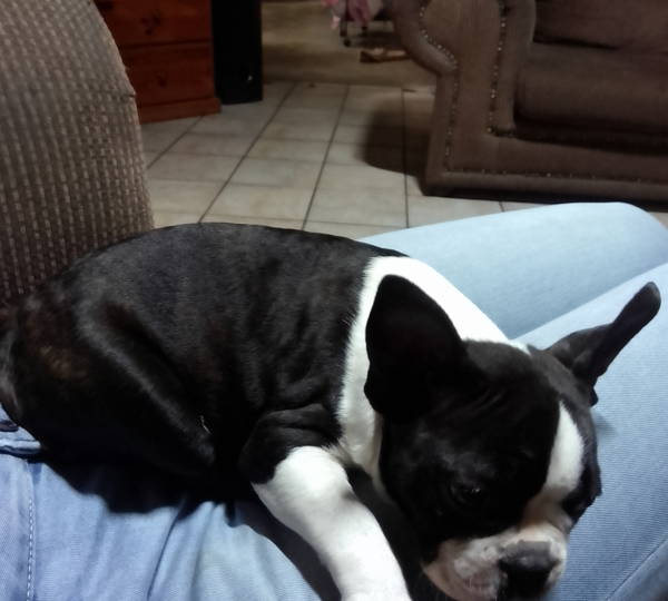 Peanut