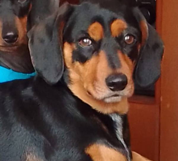 Daisy