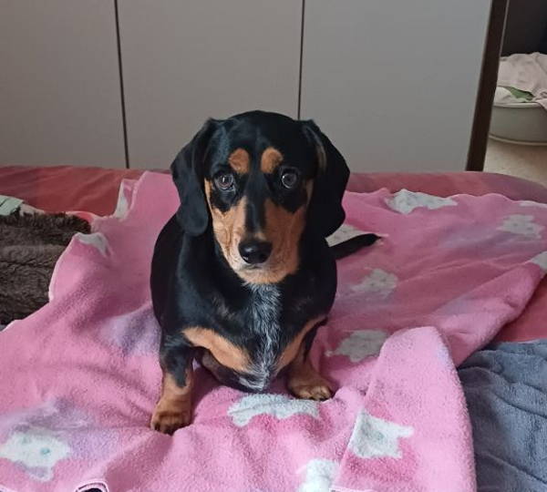 Daisy