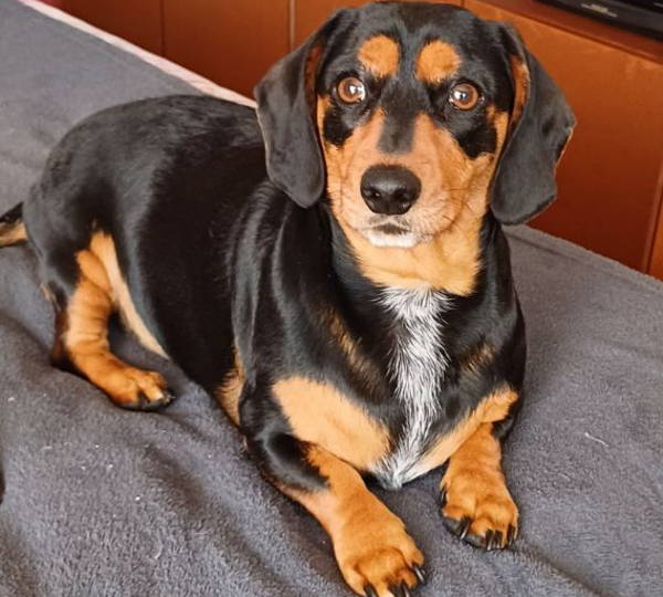 Daisy