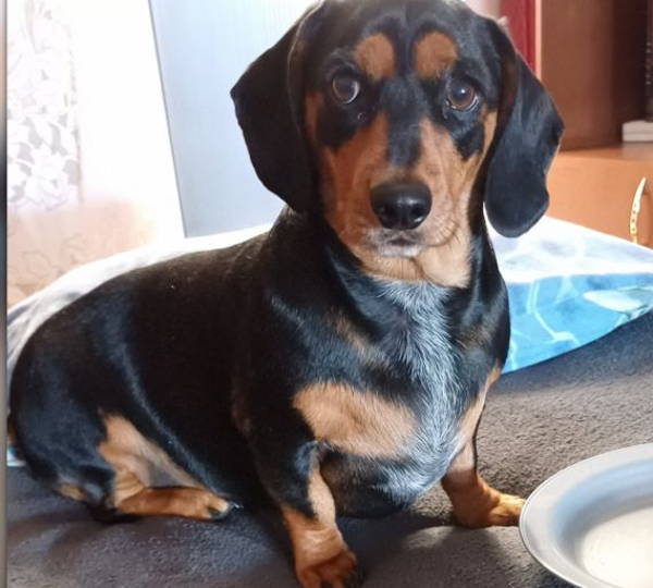 Daisy