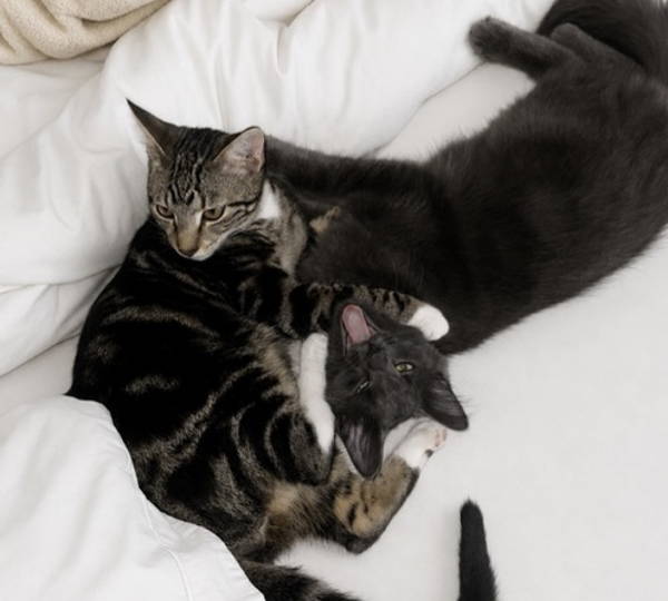 Archie & Ollie